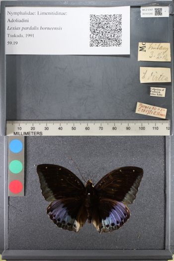 Media type: image;   Entomology 141245